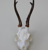 Schedel REE GEWEI  - schedel 272  gr - stanglengte 19 cm