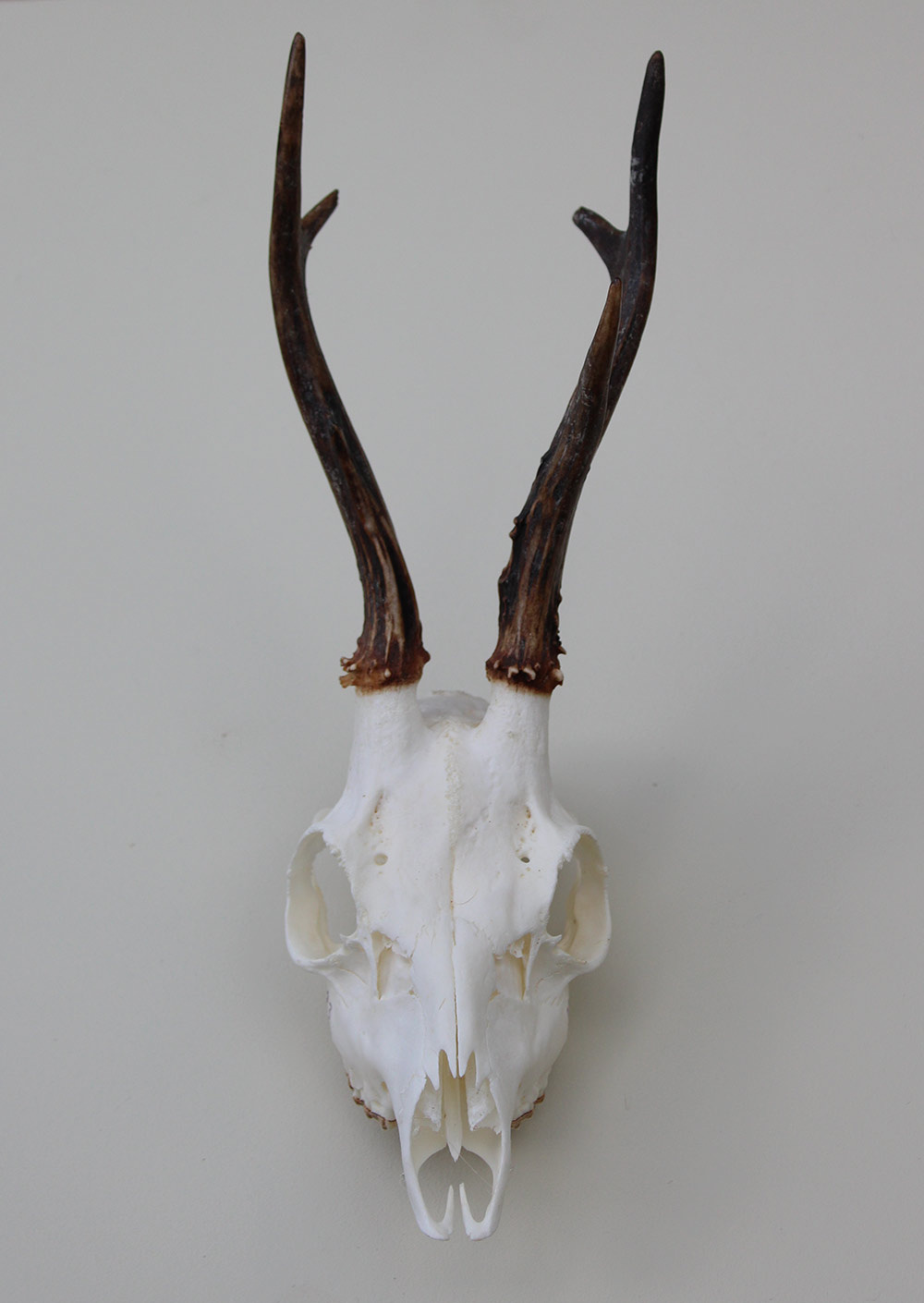 Schedel REE GEWEI  - schedel 272  gr - stanglengte 19 cm