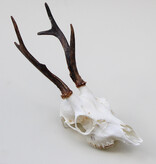 Schedel REE GEWEI  - schedel 272  gr - stanglengte 19 cm