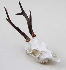 Schedel REE GEWEI  - schedel 272  gr - ref. M