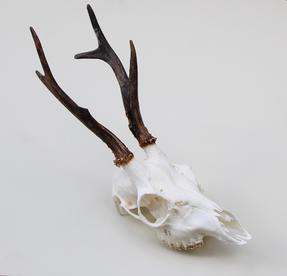 Schedel REE GEWEI  - schedel 272  gr - stanglengte 19 cm