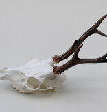 Schedel REE GEWEI  - schedel 272  gr - stanglengte 19 cm