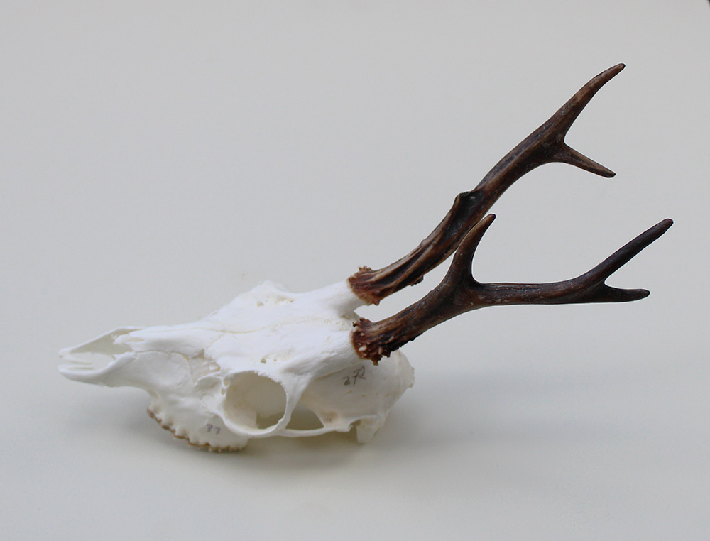 Schedel REE GEWEI  - schedel 272  gr - stanglengte 19 cm