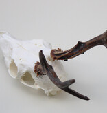 Schedel REE GEWEI  - schedel 272  gr - stanglengte 19 cm