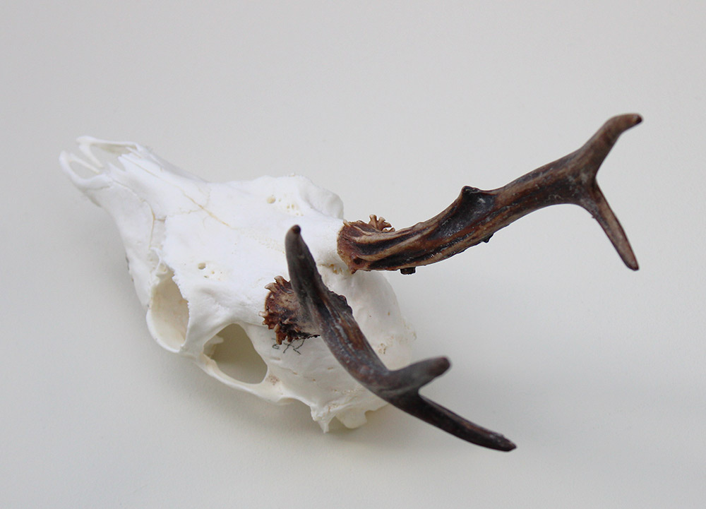 Schedel REE GEWEI  - schedel 272  gr - stanglengte 19 cm