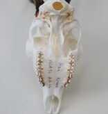 Schedel REE GEWEI  - schedel 272  gr - stanglengte 19 cm