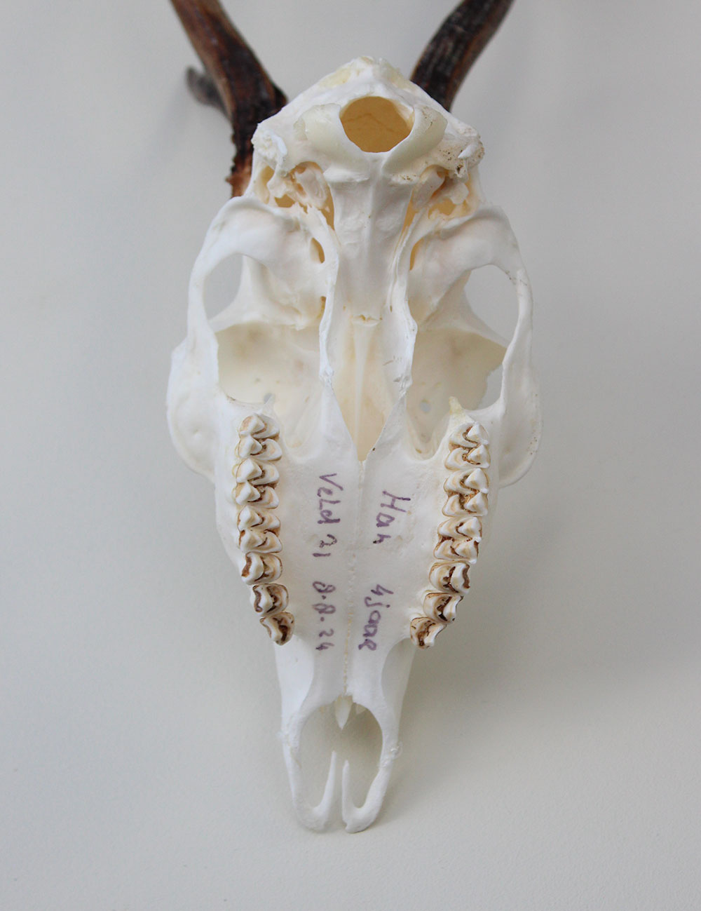 Schedel REE GEWEI  - schedel 272  gr - stanglengte 19 cm