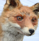 Opgezette KOP VOS op houten schild