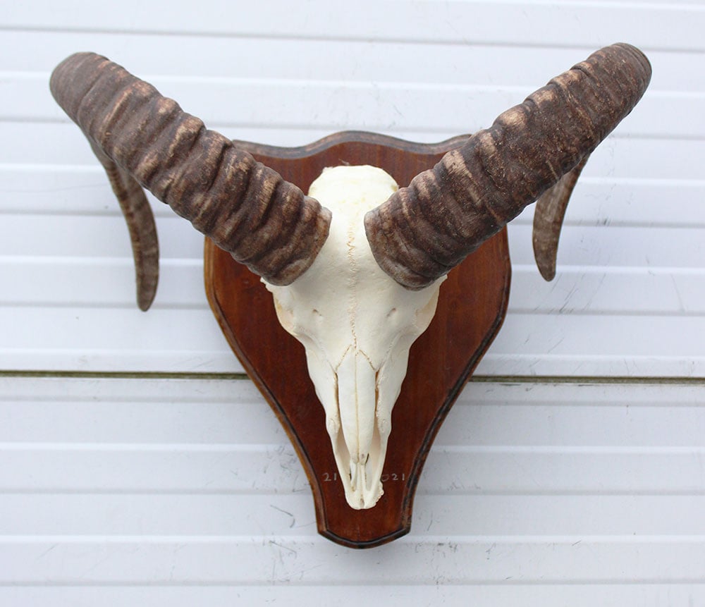 Schedel MOEFLON RAM compleet met onderkaak