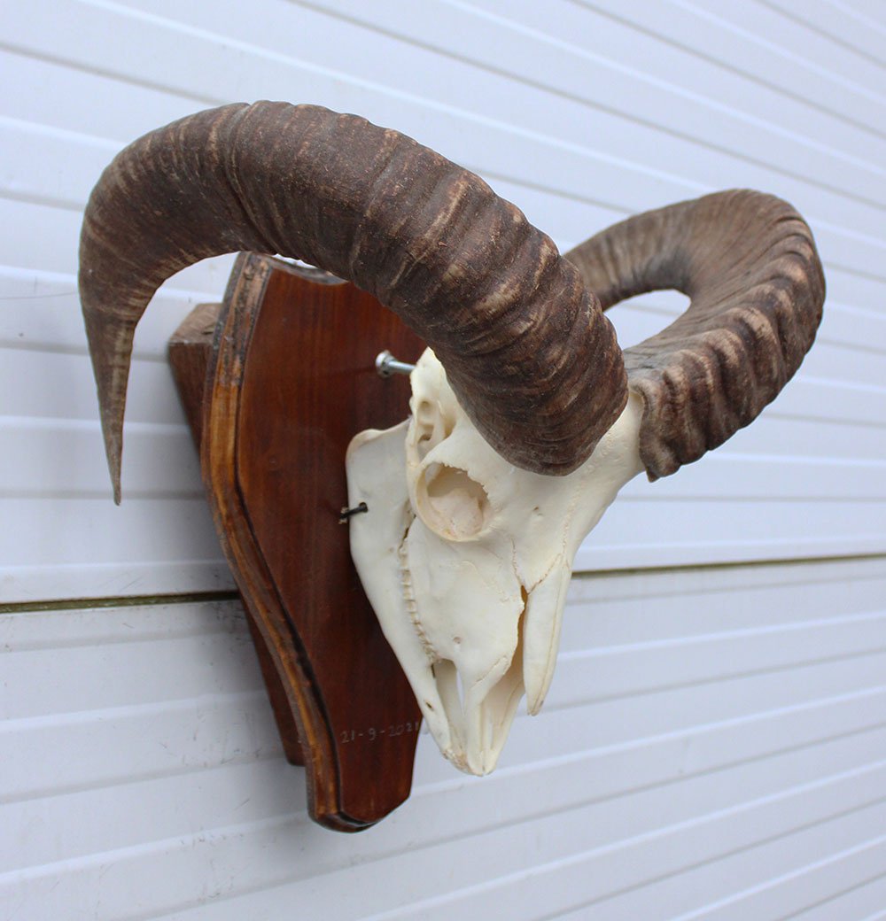 Schedel MOEFLON RAM compleet met onderkaak