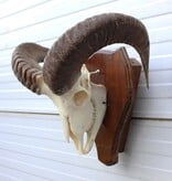 Schedel MOEFLON RAM compleet met onderkaak