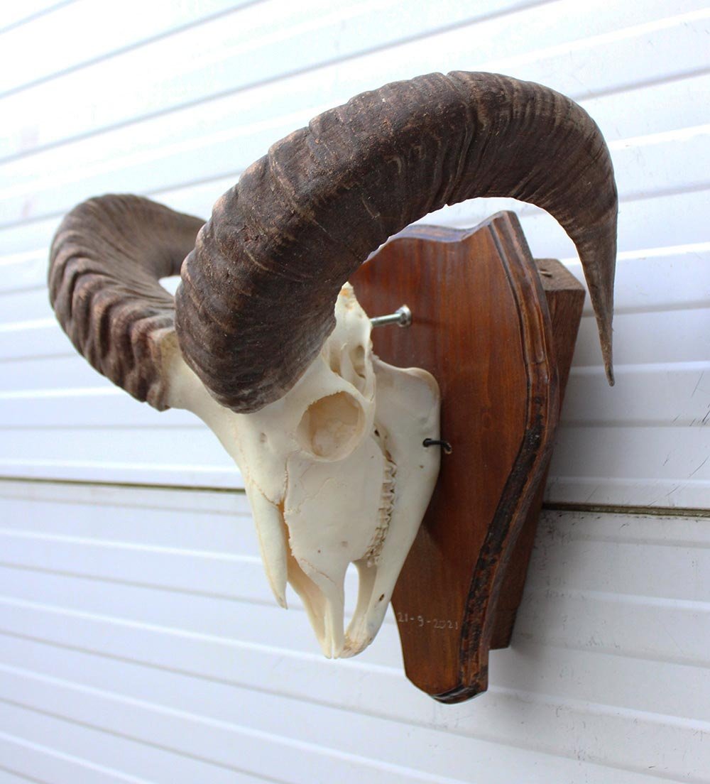 Schedel MOEFLON RAM compleet met onderkaak