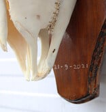 Schedel MOEFLON RAM compleet met onderkaak