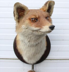 Opgezette KOP VOS op houten schild  - met staart
