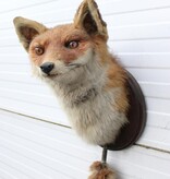 Opgezette KOP VOS op houten schild - met staart