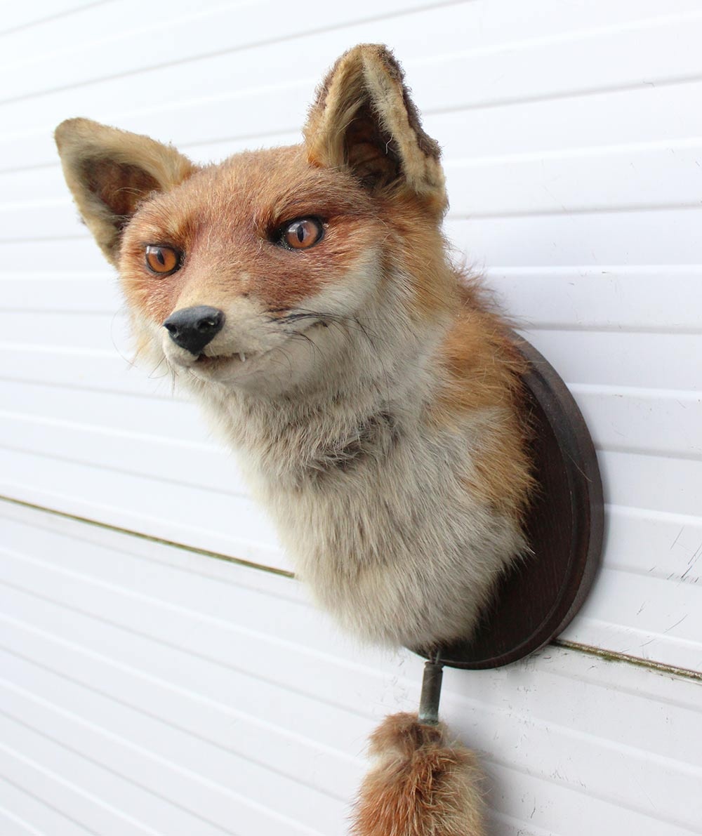 Opgezette KOP VOS op houten schild - met staart