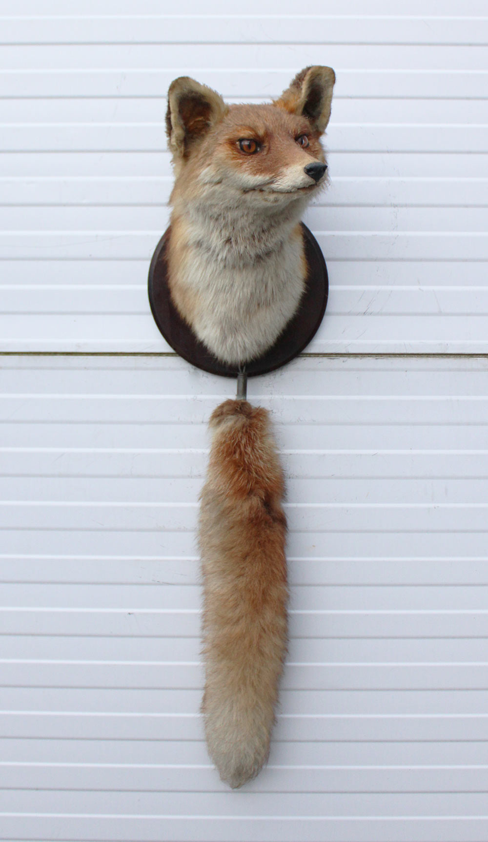 Opgezette KOP VOS op houten schild - met staart