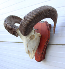 Schedel MOEFLON RAM compleet met onderkaak - ref. H