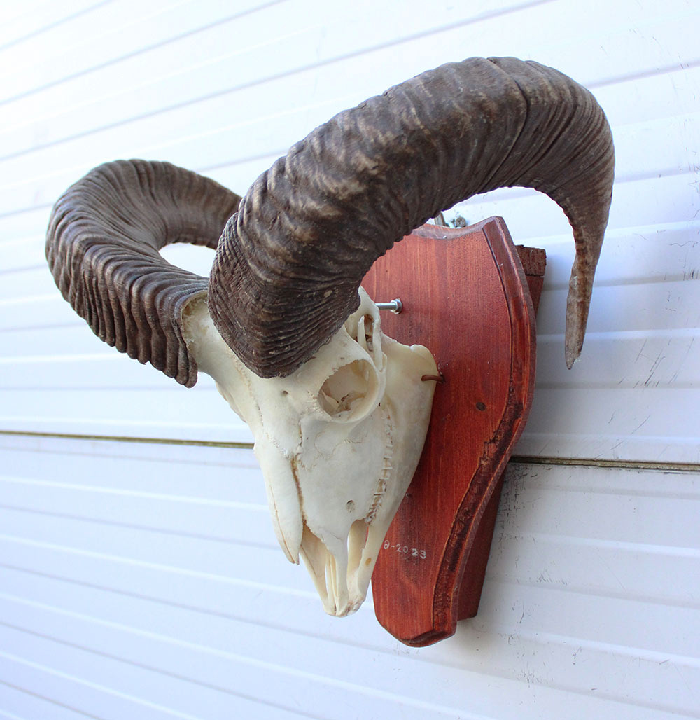 Schedel MOEFLON RAM compleet met onderkaak