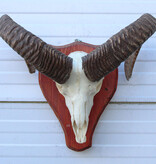 Schedel MOEFLON RAM compleet met onderkaak