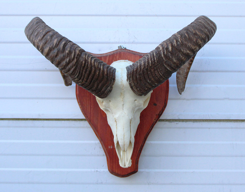 Schedel MOEFLON RAM compleet met onderkaak