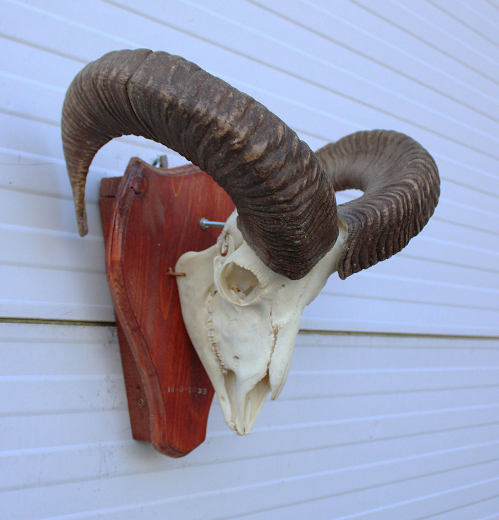 Schedel MOEFLON RAM compleet met onderkaak