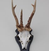 Groot 3-STANGEN REE GEWEI op houten schild