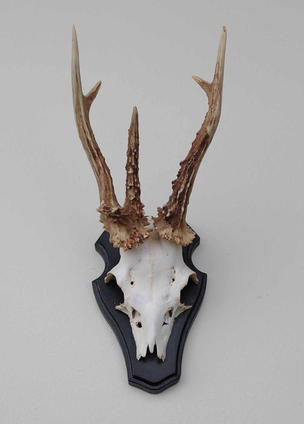 Groot 3-STANGEN REE GEWEI op houten schild