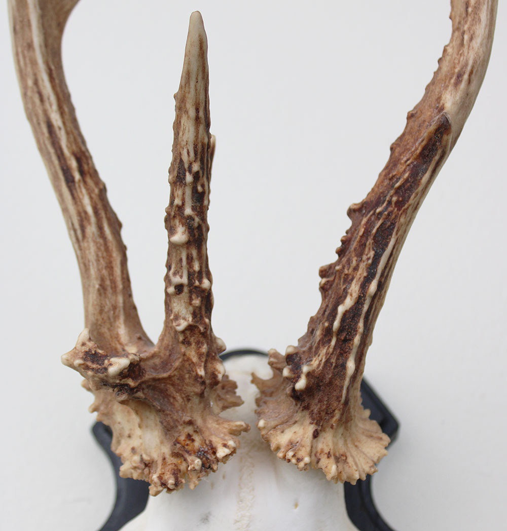 Groot 3-STANGEN REE GEWEI op houten schild