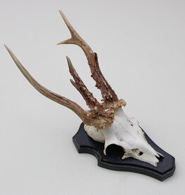 Groot 3-STANGEN REE GEWEI op houten schild