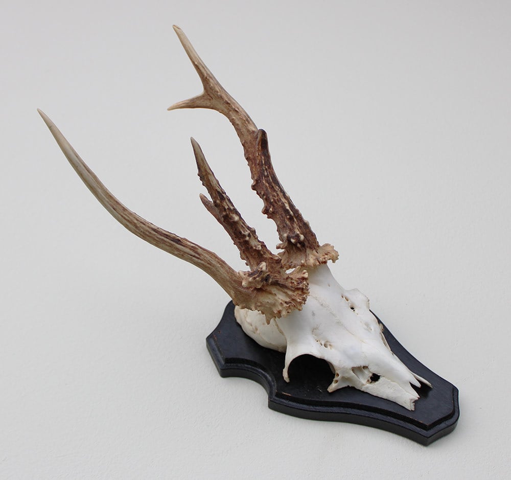 Groot 3-STANGEN REE GEWEI op houten schild