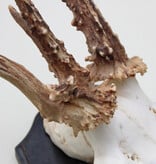 Groot 3-STANGEN REE GEWEI op houten schild