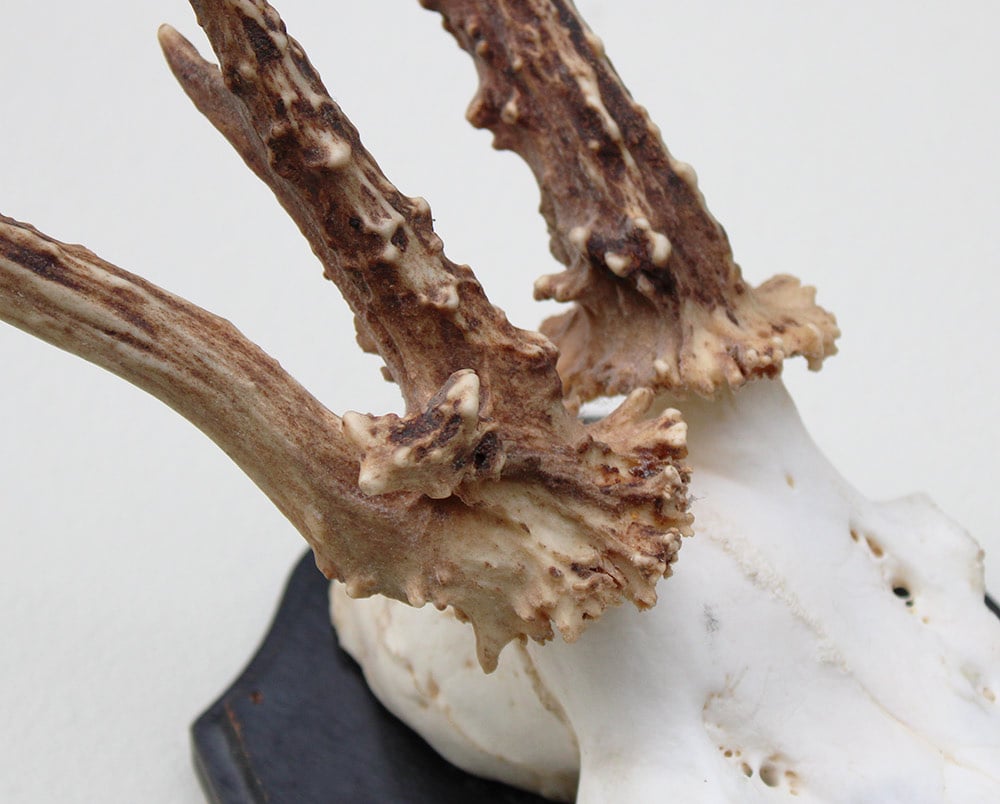 Groot 3-STANGEN REE GEWEI op houten schild