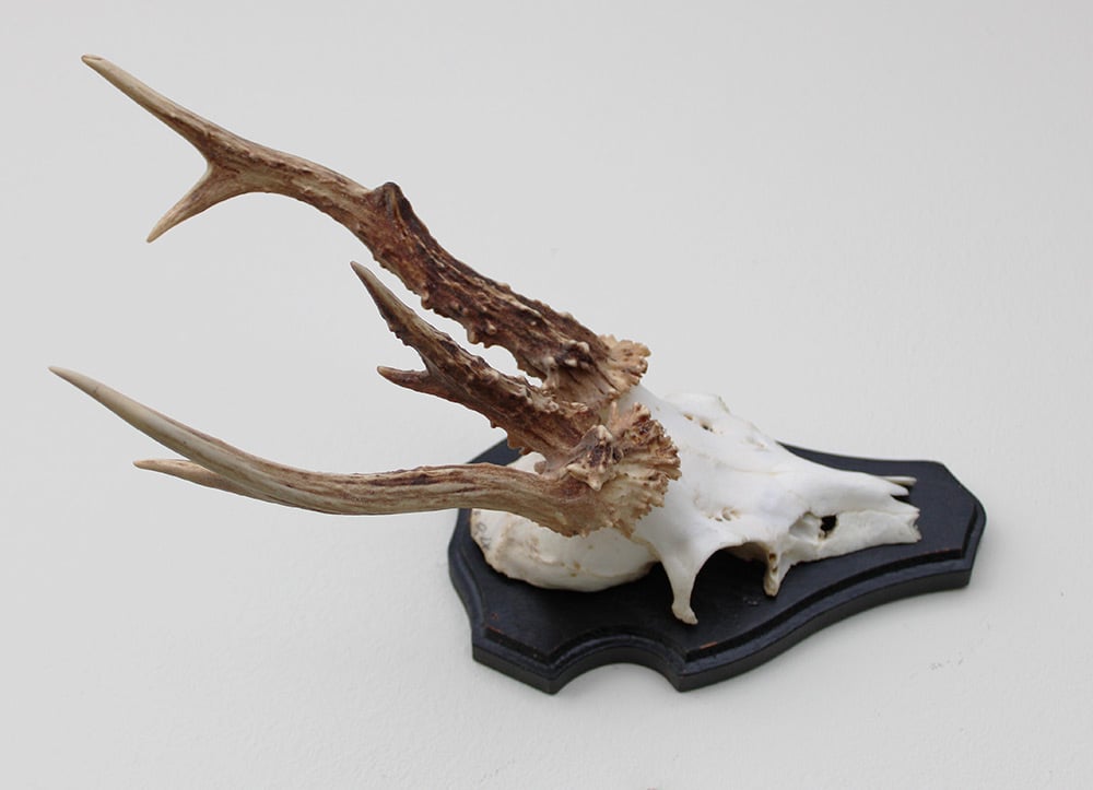 Groot 3-STANGEN REE GEWEI op houten schild