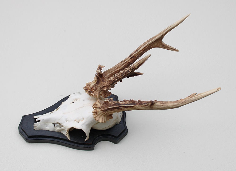 Groot 3-STANGEN REE GEWEI op houten schild