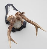 Groot 3-STANGEN REE GEWEI op houten schild