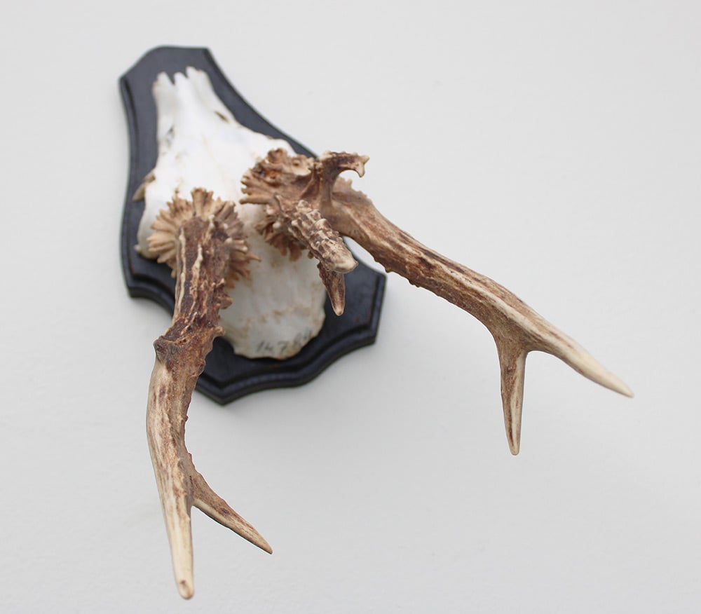 Groot 3-STANGEN REE GEWEI op houten schild