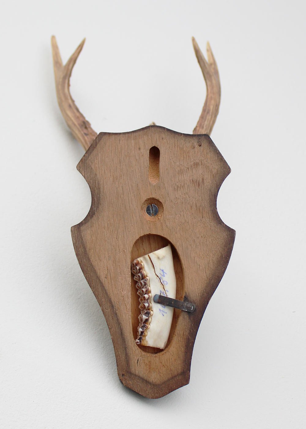 Groot 3-STANGEN REE GEWEI op houten schild