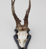 Zwaar gepareld zesender REE GEWEI op houten schild