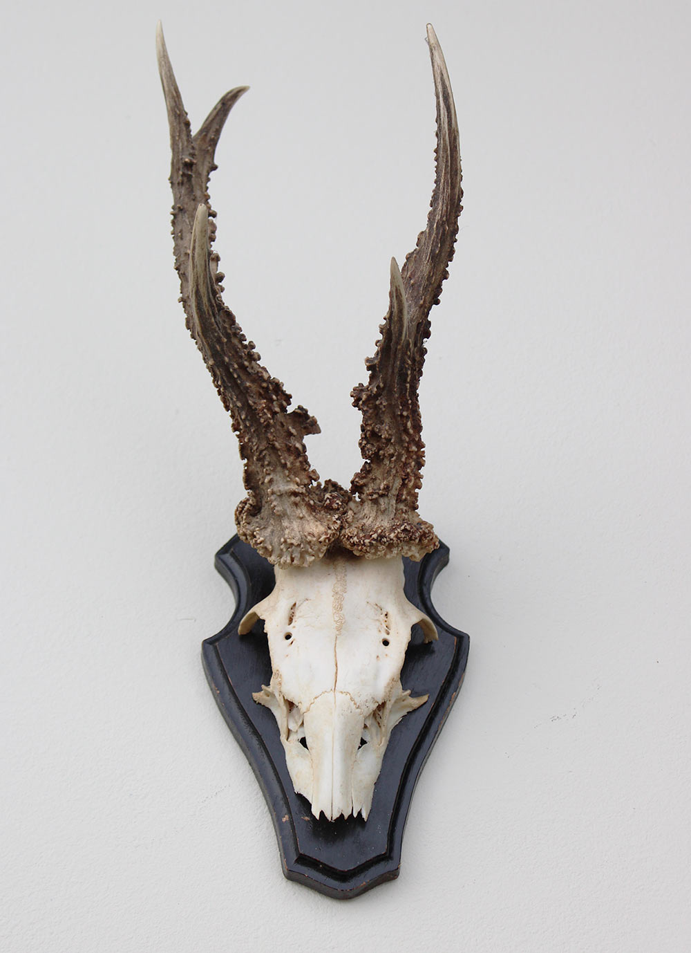 Zwaar gepareld zesender REE GEWEI op houten schild