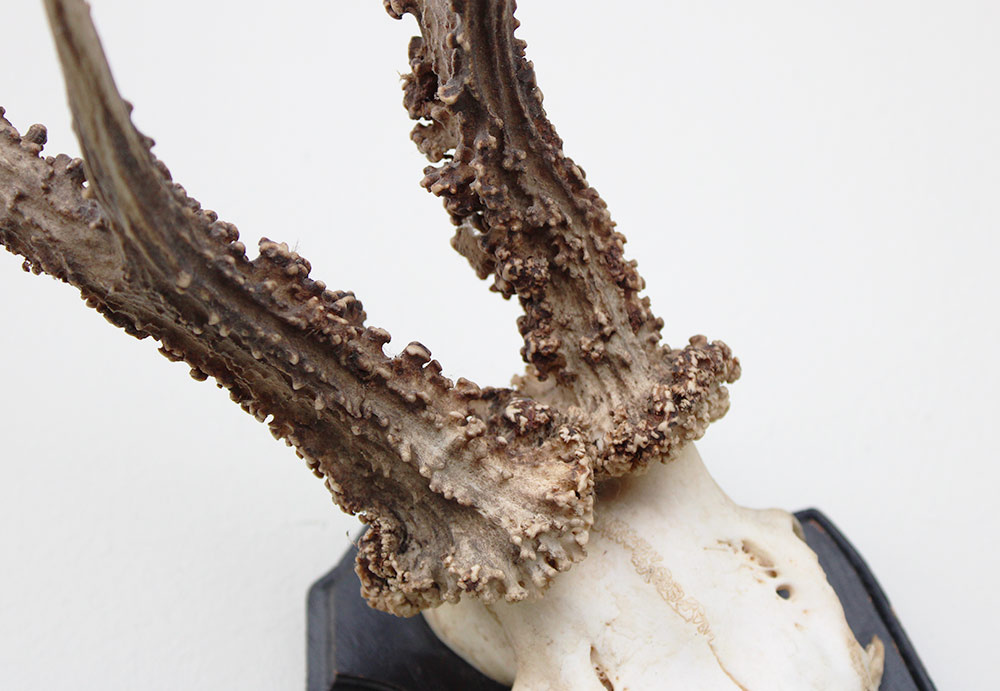 Zwaar gepareld zesender REE GEWEI op houten schild