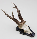 Zwaar gepareld zesender REE GEWEI op houten schild