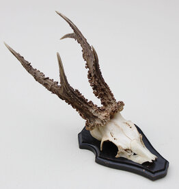 Zwaar gepareld zesender REE GEWEI op houten schild