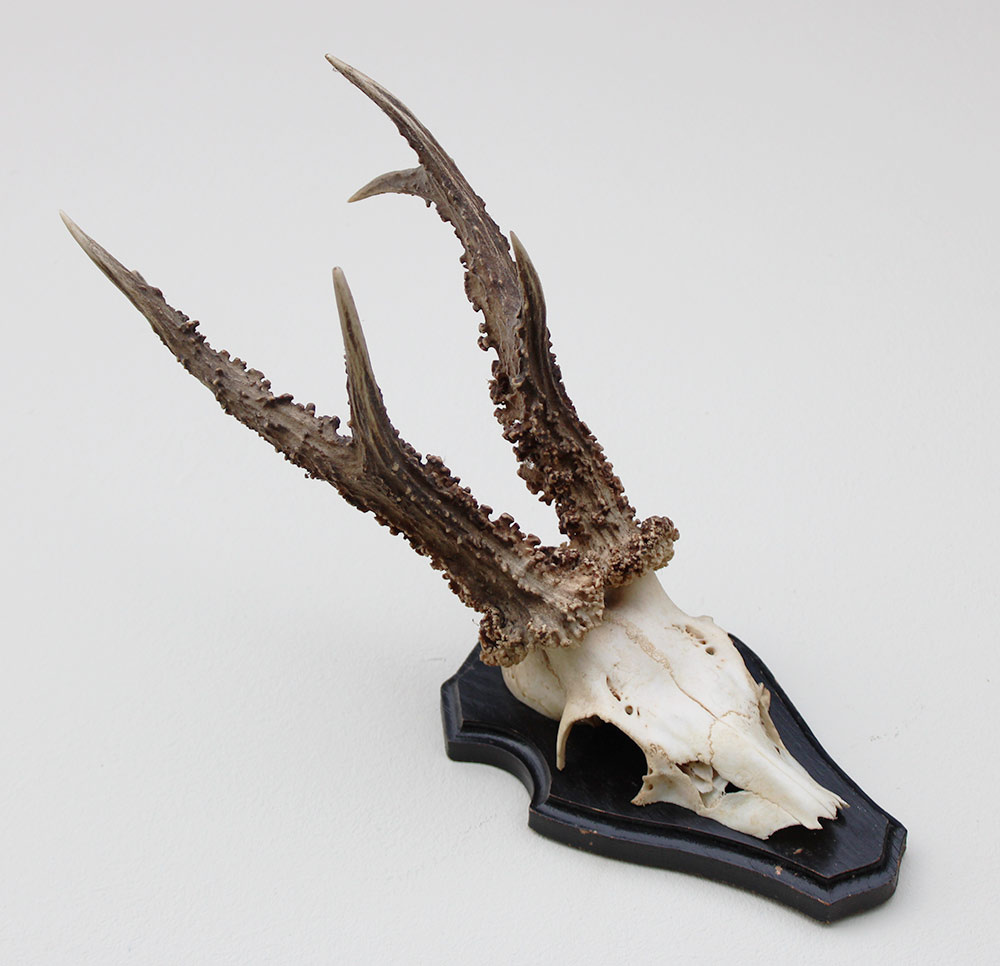 Zwaar gepareld zesender REE GEWEI op houten schild