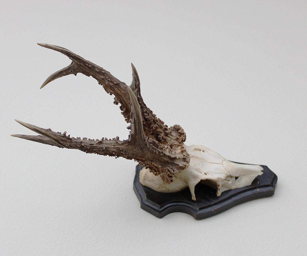 Zwaar gepareld zesender REE GEWEI op houten schild