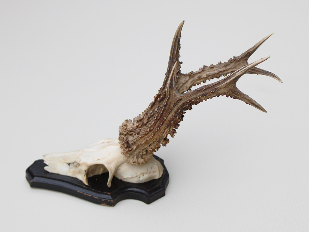 Zwaar gepareld zesender REE GEWEI op houten schild