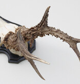 Zwaar gepareld zesender REE GEWEI op houten schild