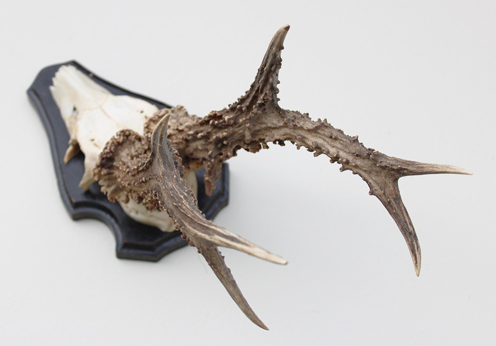 Zwaar gepareld zesender REE GEWEI op houten schild