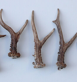 5 stangetjes REE GEWEI 18-22 cm - Ref. A