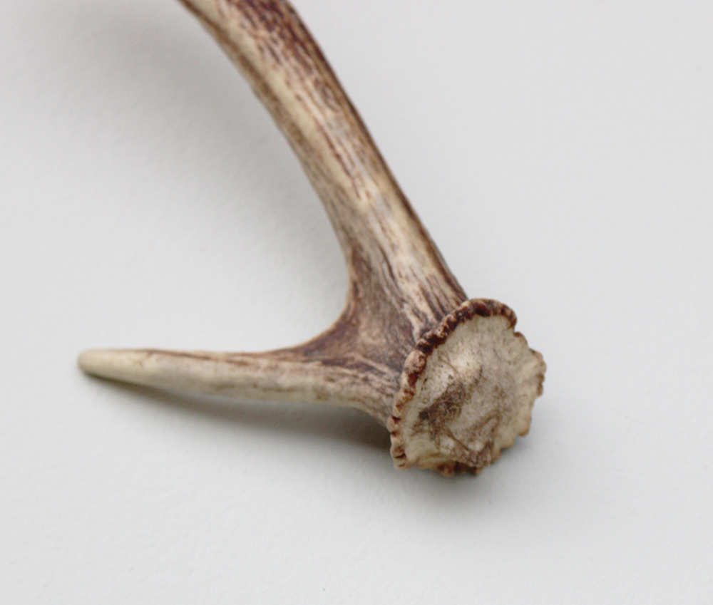 Afwerp  GEWEI SIKA HERT 30 cm